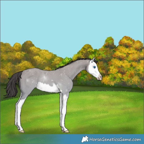 Horse Color:Buckskin Splash 
