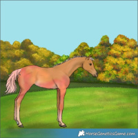 Horse Color:Palomino 