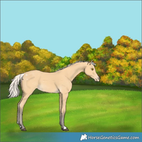 Horse Color:Silver Buckskin Varnish 