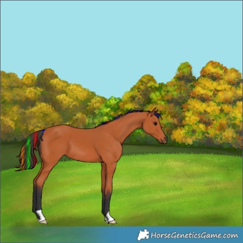 Horse Color:Painted Bay 
