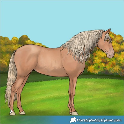 Horse Color:Gold Champagne Rabicano 