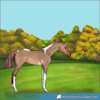 Horse Color:Painted Bay Dun Tobiano 