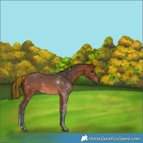 Horse Color:Painted Bay