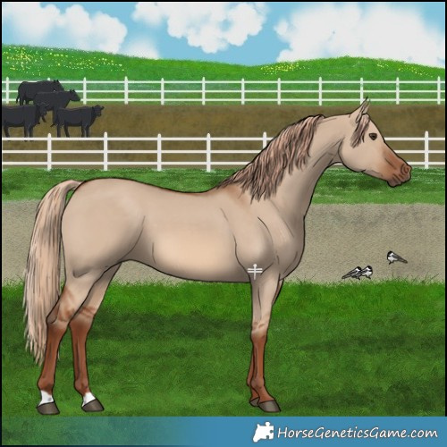 Horse Color:Red Dun 