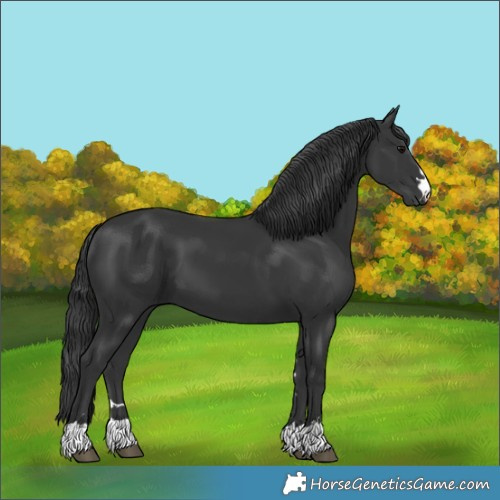Horse Color:Black 