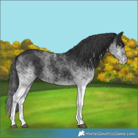 Horse Color:White Spotted Black