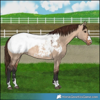 Horse Color:Bay Dun Near Fewspot Brindle 