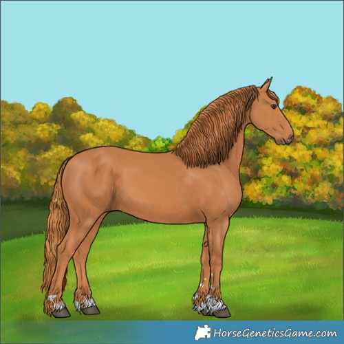 Horse Color:Chestnut 