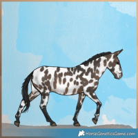 Horse Color:Brown Dun Appaloosa 