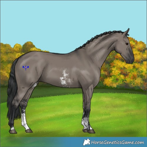 Horse Color:Grullo Sabino Rabicano