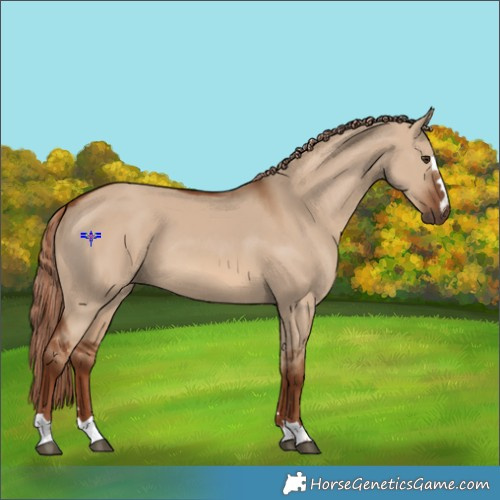 Horse Color:Red Dun 