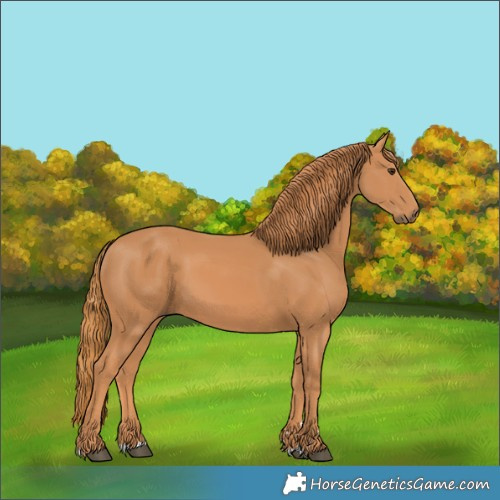 Horse Color:Chestnut 