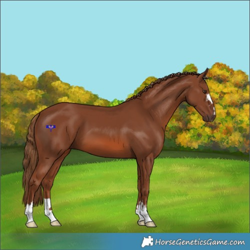Horse Color:Chestnut 