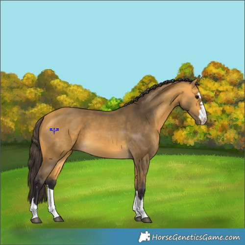 Horse Color:Buckskin 