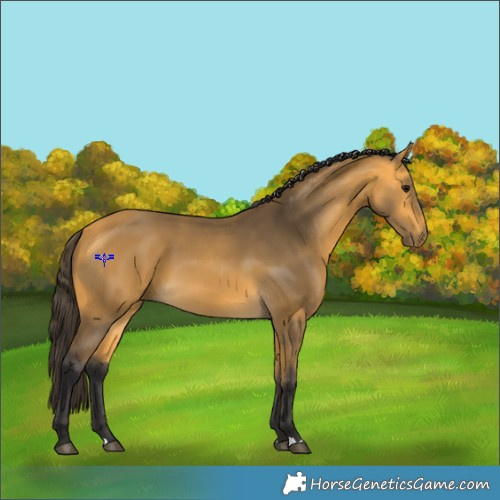 Horse Color:Buckskin 