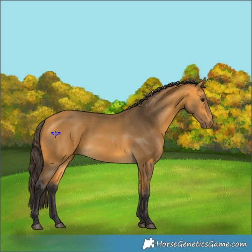 Horse Color:Buckskin 