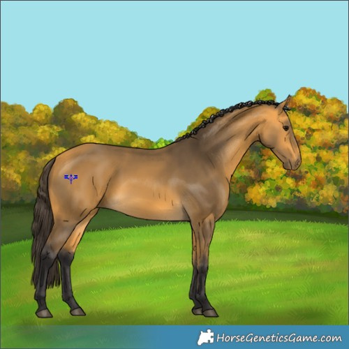 Horse Color:Buckskin