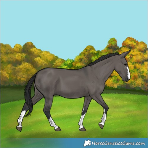 Horse Color:Grullo 