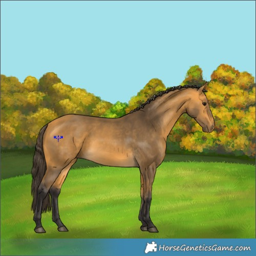Horse Color:Buckskin