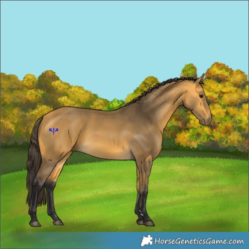 Horse Color:Buckskin