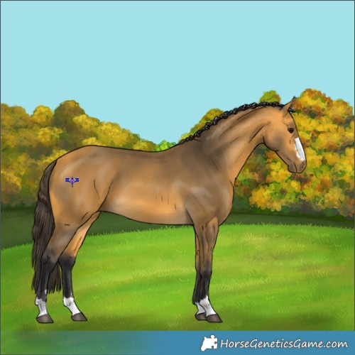 Horse Color:Buckskin 