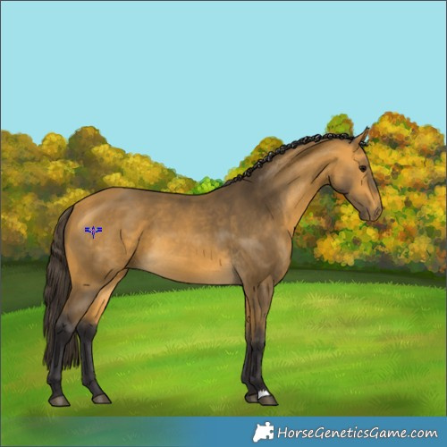 Horse Color:Buckskin 