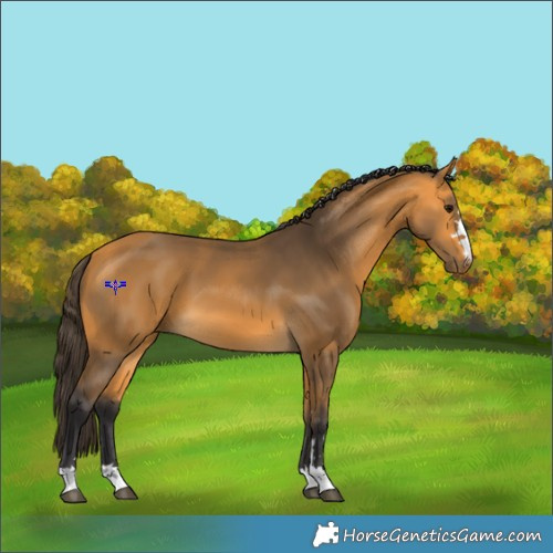 Horse Color:Buckskin 