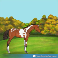 Horse Color:Bay Tobiano