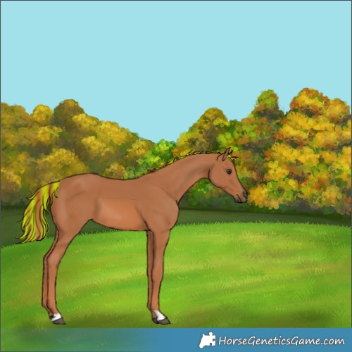 Horse Color:Painted Chestnut