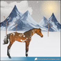 Horse Color:White Spotted Bay 