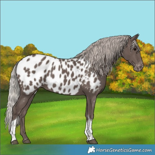 Horse Color:Silver Black Tobiano Appaloosa