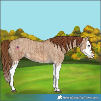 Horse Color:Red Dun Splash  and Red Dun Splash 