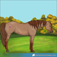 Horse Color:Red Dun 