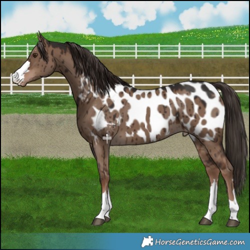Horse Color:Liver Red Dun Appaloosa Brindle 