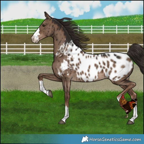 Horse Color:Liver Red Dun Near Leopard Brindle 