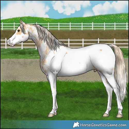 Horse Color:Palomino Dun Sabino Appaloosa 