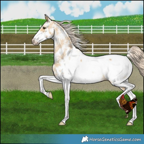 Horse Color:Palomino Dun Sabino Snowcap 