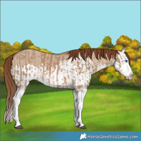Horse Color:Red Dun Splash  and Red Dun Splash 