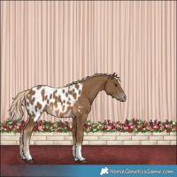 Horse Color:Chocolate Palomino Tobiano Appaloosa