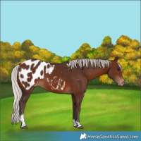 Horse Color:Silver Brown Tobiano Appaloosa 