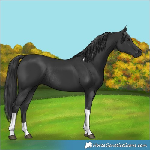 Horse Color:Black Tobiano Rabicano 