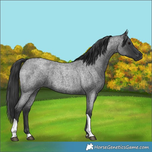 Horse Color:Blue Roan Tobiano Rabicano