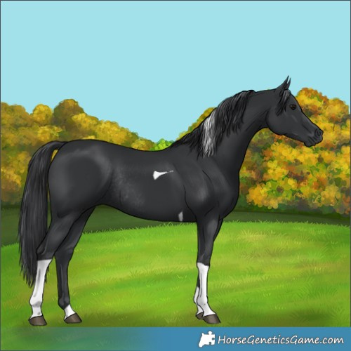 Horse Color:Black Tobiano Rabicano 