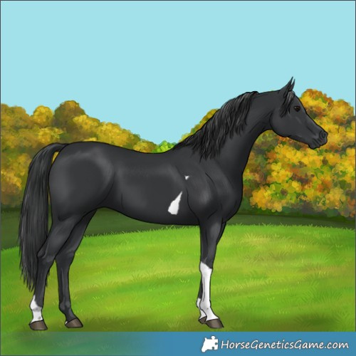Horse Color:Black Tobiano Rabicano 