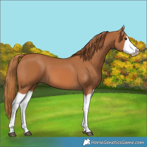 Horse Color:Chestnut Splash Frame 