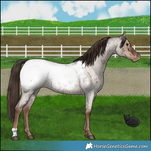 Horse Color:Liver Red Dun Roan Near Fewspot Brindle 