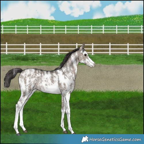 Horse Color:Brown Dun Mushroom Sabino Snowflake Varnish