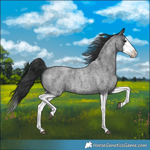 Horse Color:Blue Roan Splash 