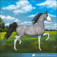Horse Color:Blue Roan Splash 