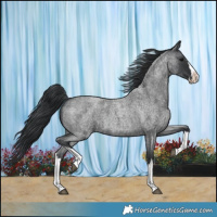 Horse Color:Blue Roan Splash 